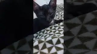 Gato folgado 