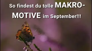 Das Heidekraut: ein Insektenmagnet - gut geeignet für tolle Bokehs für Makros - so gehts!
