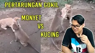 Kucing Vs Monyet