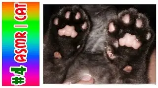 #4 ASMR CAT | АСМР КОТ