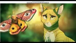 Коты воители Мотылинка Знак водолея