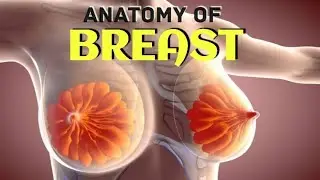 Breast - Anatomy Mammary Gland -Case Study Important points for Exam #viralvideo #shortvideo #mbbs