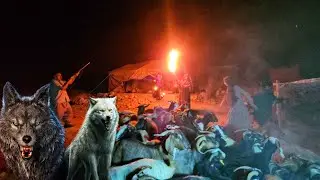 The tragic incident of a wolf attacking a herd of a nomadic family and injuring a child😭