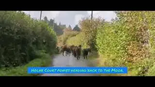 Holne Court ponies heading back to the Moor.