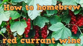 How to make red currant wine