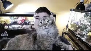 Remembering my cat, Lili