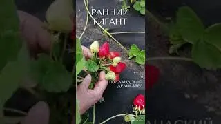 КЛУБНИКА ГИГАНТСКИЙ ДЕЛИКАТЕС -  ВСЯ ПРАВДА В НАЗВАНИИ