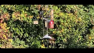 LIVE:  Backyard birdwatching on birds feeder pigeons bluebirds starlings flicker bird finches + more