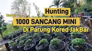 VIDEO #105 REVIEW HARGA BONSAI SANCANG MINI BANG JAY MULAI 100rb JAKARTA BARAT