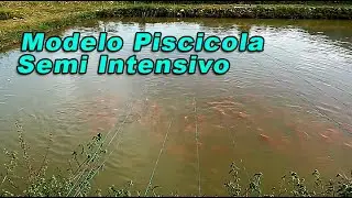 PISCICULTURA SEMI INTESIVA