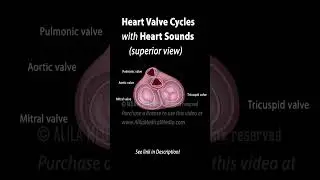 Heart Valve Cycle with Heart Sounds #heartsounds #heartvalve  #medicalanimation #science
