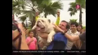 Собака на скейтборде. Мировые новости