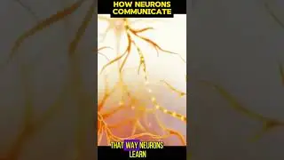 The Language of Neurons: How Cells Communicate in the Brain