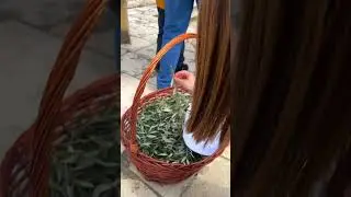 palm Sunday in Lebanon ☦️🕊️🇱🇧
