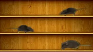 Video for Cats - Mice Running Through The Library With Sound - 8 HOURS Cat Tv