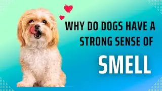 🐾The Science Behind Dogs' Sensational Smell 🐾 | WizProPlus | DogLove | PetDog |