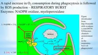 biochemistry of free radicals oxidative stress and aging
