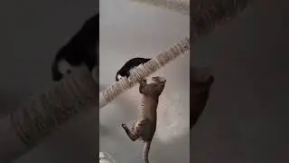 #котики гуляют
