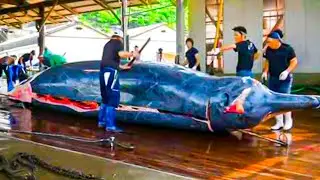 They Opened a Whale and You Won't Believe What They Found Inside