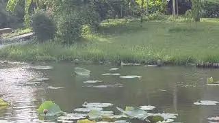 Wild Monitor Lizards swimming in Bangkok, Thailand
