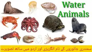 Water Animals name in English and Urdu with pictures(@Home Based Knowledge)