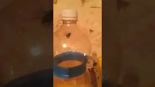 Я завел муху (не рофл) #мухи #питомец #экзотическиепитомцы #экзотика