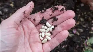 Semillas híbridas vs semillas de polinizacion abierta🌻