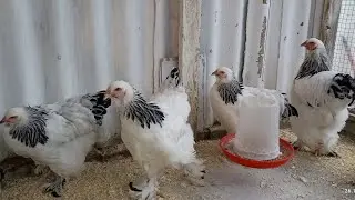 Что у нас на хозяйстве нового? Размножение попугаев!