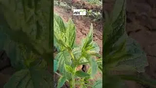 તલ ની ખેતી 🌾 ખેતીવાડી 🌾 ખેડૂત
