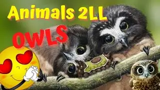 Whispering Wings: Explore the Enchanting World #owl #cuteowls #animals2LL #laughingandlovingOwls🥰😍🦉