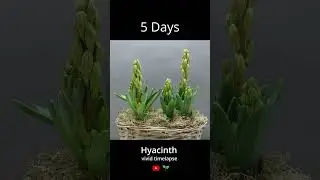 Hyacinth flowering #timelapse