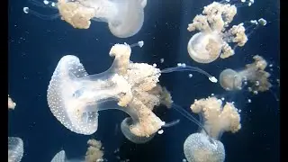 THE JELLYFISH DANCE | Georgia Aquarium Atlanta