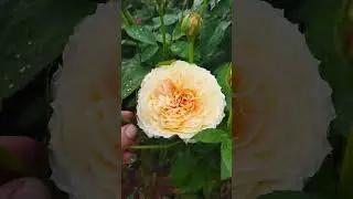 Роза Карамель Антик