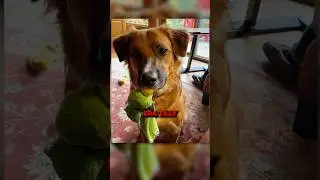Este PERRO encontró su verdadera VOCACIÓN 🤣 #curiosidades #sabiasque