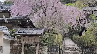 建礼門院徳子 大原西陵 - 春、桜 | 京都府京都市左京区