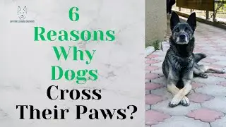 6 Reasons Why Dogs Cross Their Paws