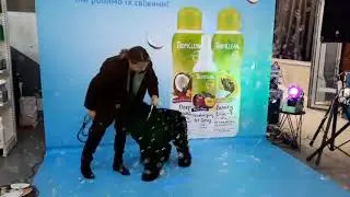 Выставка собак, Арт-механика, 16 октября, 2021, Праздник для любителей