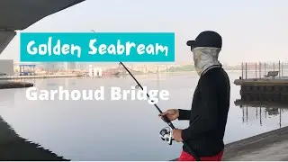 Fishing in Garhoud Bridge: Golden Seabream