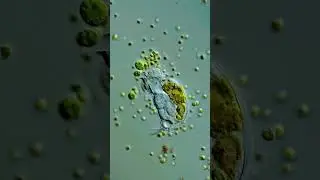 Microscopic organism | how to engulf food by microorganisms 