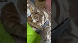 Забавные животные/смех, приколы.