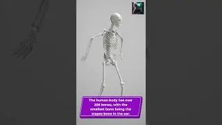 Bones of the Body: Understanding the Framework of the Human Anatomy