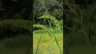 흔들리는 풀잎을 보며...자연이 주는 차분함, 힐링, 마음정화   Looking at the swaying grass...the calmness of nature
