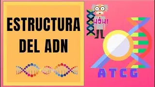 Estructura del ADN