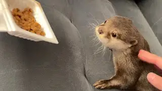 納豆の匂いを嗅いだカワウソと猫のリアクションが大体一緒だったwww An otter and a cat reacting to the smell of natto together.