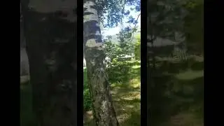 База отдыха на берегу Катуни (часть 1) #чемал #горныйалтай