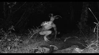 Terrifyingly Real Photos Caught On Trail Cameras