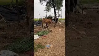 Gamdu kevu hoi