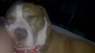 roxy sleeping lol