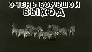 ОХОТА на КАБАНА с ТЕПЛОВИЗОРОМ  ||  iRay Tube TL35