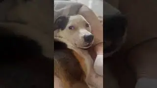 Jack trying to sleep
